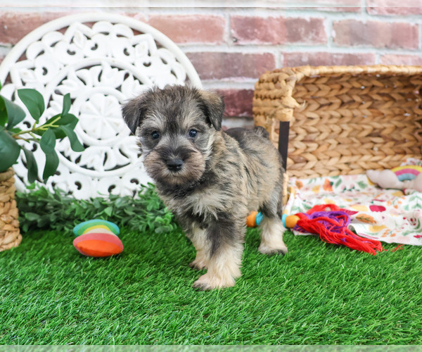 Medium Photo #6 Schnauzer (Miniature) Puppy For Sale in SYRACUSE, IN, USA