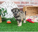 Small #5 Schnauzer (Miniature)