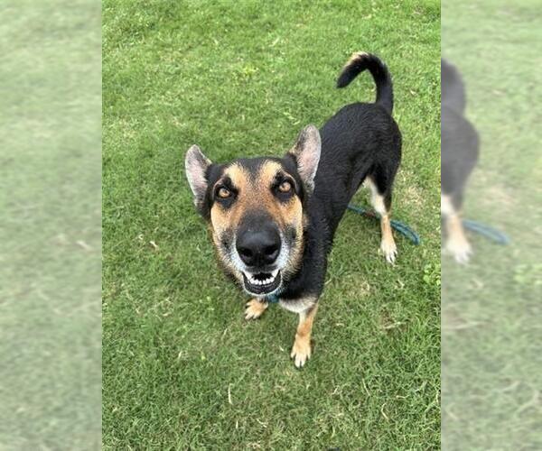 Medium Photo #2 German Shepherd Dog-Unknown Mix Puppy For Sale in Corpus Christi, TX, USA