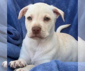 Labrador Retriever-Unknown Mix Dogs for adoption in San Diego, CA, USA
