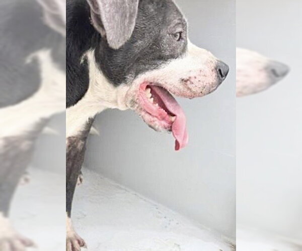 Medium Photo #1 American Bulldog Puppy For Sale in Houston, TX, USA