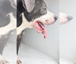 Small American Bulldog