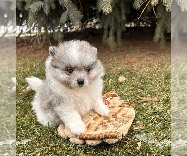 Medium Photo #2 Pomeranian Puppy For Sale in MIDDLEBURY, IN, USA