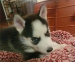 Puppy 3 Siberian Husky