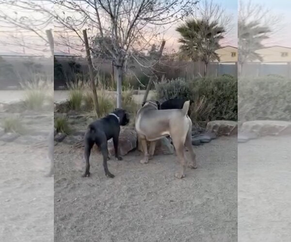 Medium Photo #5 Mutt Puppy For Sale in Goodyear, AZ, USA