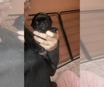 Small Photo #12 Frenchie Pug Puppy For Sale in BLOOMINGTON, IL, USA