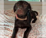 Small #1 Labrador Retriever-Retriever  Mix