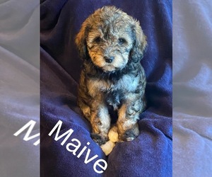 Maltipoo Puppy for sale in BONO, AR, USA