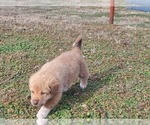 Small Photo #6 Great Pyrenees Puppy For Sale in AGRA, OK, USA