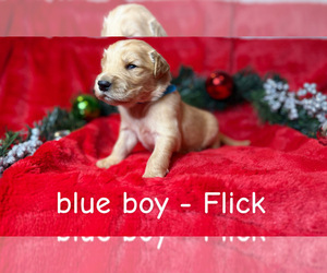 Medium Golden Retriever