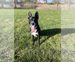 Small #1 German Shepherd Dog Mix