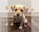 Small Photo #1 Labrador Retriever Puppy For Sale in Bakersfield, CA, USA