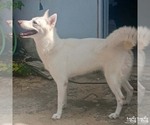 Small #3 Huskies  Mix