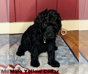 Goldendoodle Puppy for sale in MONTGOMERY, MN, USA