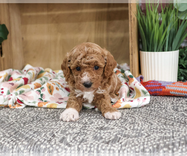 Medium Photo #2 Poodle (Miniature) Puppy For Sale in SYRACUSE, IN, USA
