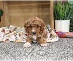 Small #1 Poodle (Miniature)