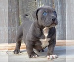Small Photo #9 American Bully Puppy For Sale in LOS ANGELES, CA, USA
