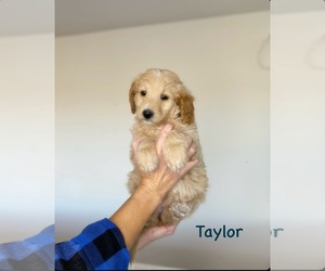 Aussie-Poo-Aussiedoodle Miniature Mix Puppy for sale in MOUNTAIN HOME, ID, USA