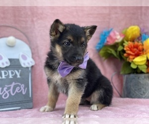 German Shepherd Dog Puppy for sale in LANCASTER, PA, USA