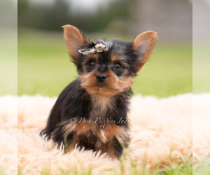 Medium Yorkshire Terrier