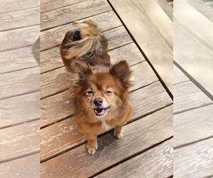 Miwak - Male Pom-A-Poo Dog for Adoption - Photo #3
