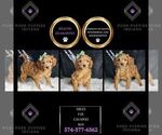 Small Photo #74 Cavapoo Puppy For Sale in WARSAW, IN, USA