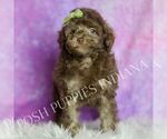 Small #5 Poodle (Miniature)