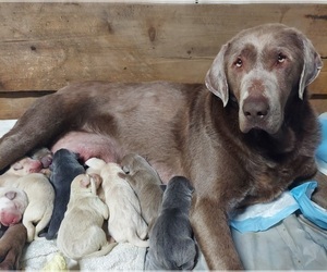 Mother of the Labrador Retriever puppies born on 03/04/2023