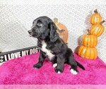 Small Photo #9 Golden Mountain Dog Puppy For Sale in BLACK FOREST, CO, USA