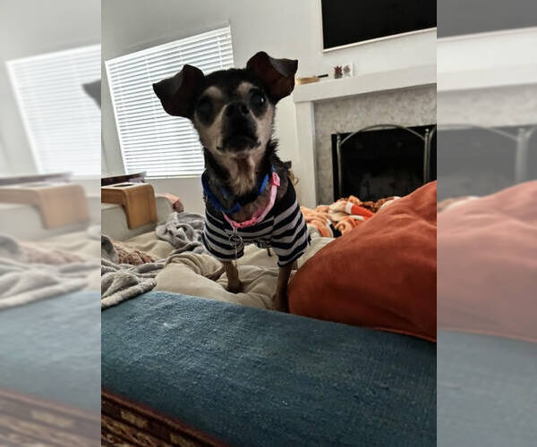 Medium Photo #1 Chihuahua Puppy For Sale in San Diego, CA, USA