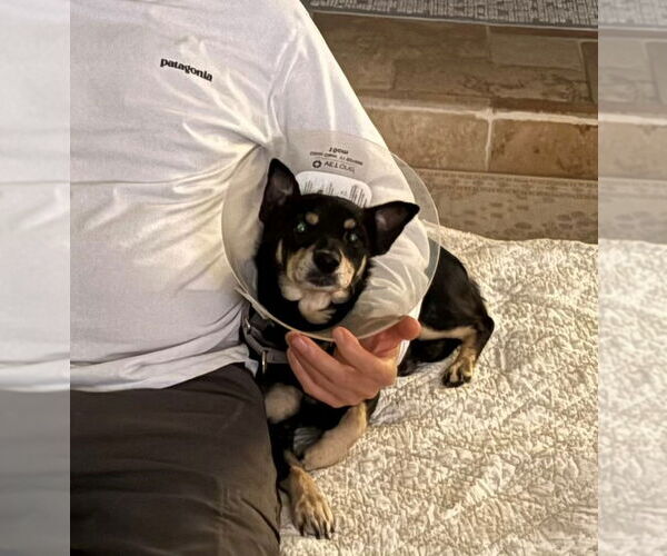 Medium Photo #3 Doxie-Pin Puppy For Sale in Lake Forest, CA, USA