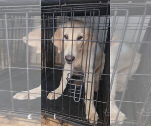Riff - Male Golden Labrador Dog for Adoption - Photo #3