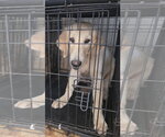 Small Photo #3 Golden Labrador Puppy For Sale in Fort Worth, TX, USA