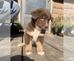 Small Photo #10 Australian Shepherd Puppy For Sale in CHARLESTON, SC, USA