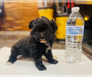 Miniature Australian Shepherd-Poodle (Toy) Mix Puppy for sale in LAWRENCE, KS, USA
