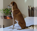 Small #1 Whippet Mix
