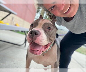 Betty - Female American Staffordshire Terrier Dog for Adoption - Photo #10