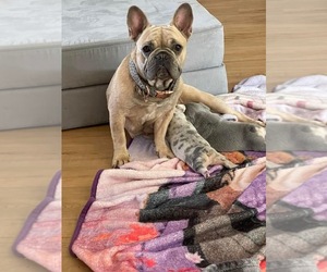 Mother of the French Bulldog puppies born on 01/09/2023