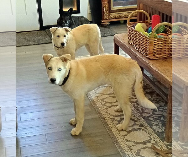 Medium Photo #3 Siberian Husky-Unknown Mix Puppy For Sale in Cedar Crest, NM, USA