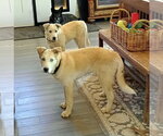 Small #2 Siberian Husky Mix