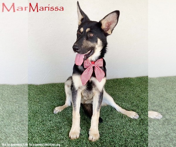 Medium Photo #1 German Shepherd Dog-Unknown Mix Puppy For Sale in San Diego, CA, USA