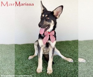 German Shepherd Dog-Unknown Mix Dogs for adoption in San Diego, CA, USA