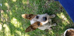 Medium Australian Cattle Dog