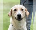 Small Labrador Retriever Mix
