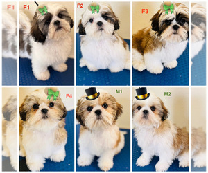 Shih Tzu Puppy for Sale in ORLANDO, Florida USA