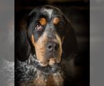 Small Photo #10 Coonhound-Unknown Mix Puppy For Sale in Princeton, MN, USA