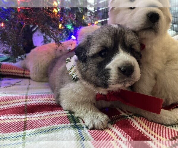 Medium Photo #3 Anatolian Pyrenees Puppy For Sale in CULDESAC, ID, USA