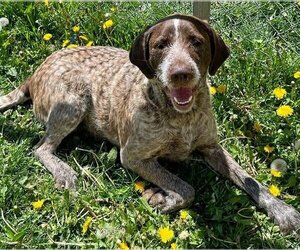 German Wirehaired Pointer Dogs for adoption in Ogden, UT, USA