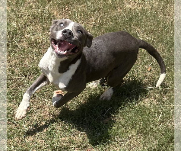 Medium Photo #5 American Pit Bull Terrier-Unknown Mix Puppy For Sale in Wetumpka, AL, USA