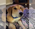 Small #8 Doberman Pinscher-Great Pyrenees Mix